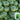 Shengfeng Dark Jade Zucchini Seeds, 10g