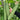 Meiling No.1 Luffa Seeds, 10g