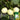 Haoyu Sweet Melon Seeds, 100 Seeds