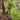 White Cushion Moss Seeds, 500 Seeds
