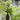 Slipper Gourd Seeds, 50 Seeds
