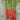 'Beauty Finger' Carrot Seeds, 10g