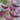 Xishuai Purple Hyacinth Bean Seeds, 10g
