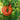 Giant Heirloom Pink Beefsteak Tomato Seeds, 20 Seeds