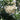 Orange Jasmine Seeds, 100 Seeds
