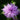Monarda didyma Seeds, 100 Seeds