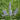Chinese Chaste Tree Seeds, 100 Seeds