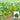 Jiayuan Golden Chard Seeds, 10g