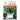 Yumeiren Baby Bok Choy Seeds, 5 × 1k-seed Bags