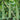Meiling No.2 Luffa Seeds, 10g