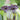 Tacca Chantrieri Seeds (5 Seeds)