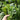 Green Tender Sweet Choy Sum Seeds, 20g