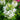 White Spider Flower Seeds, 200 Seeds
