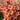 Oxalis obtusa Series Bulb - 'Sp. Charm Orange', 10 Bulbs