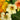 Sunburst' Yellow Nasturtium Seeds, 50 Seeds