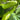 Green-veined Oriental Pickling Melon Seeds, 50 Seeds