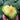 Flying No.8' Sweet Melon Hybrid F1 Seeds, 50 Seeds