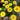 Yellow Strawflower Seeds, 200 Seeds