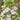 Rainbow Rapeseed Seeds, 250 Seeds