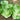 Emerald Crisp' Lettuce Seeds, 10g