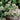 American Sweet Marjoram Seeds, 200 Seeds