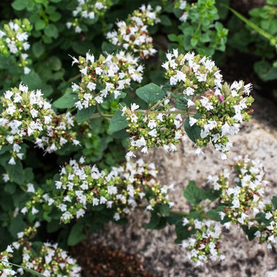 Aromatic Herbs