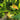 Black Pearl Round Zucchini Seeds, 10 Seeds