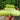 Baipangwa White Luffa Seeds, 10 Seeds
