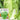 Early-maturing No.5 Chinese Cabbage Seeds, 5 × 5g Bags