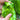 Crisp Thin-Skinned Chili Seeds, 1g