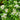 Orange Jasmine Seeds, 100 Seeds