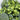 Japanese Broccoli Seeds, 100 Seeds