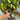 Ghost Pepper Seeds, 20 Seeds
