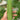 Yuanhua No.1 Luffa Seeds, 10g