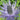 Alpine Eryngo Seeds, 100 Seeds