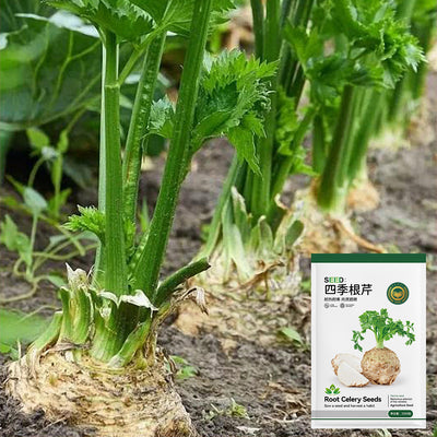 Celery