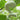 Snake Gourd Seeds, 4 Seeds Per Bag