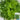 Chrysanthemum Salad Lettuce Seeds, 1g