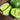 Huajun Emerald Sweet Melon Seeds, 50 Seeds