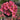 Oxalis obtusa Series Bulb - 'Wild Pink', 10 Bulbs