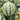 'Xia Shi No.1' Hybrid Watermelon Seeds, 400 Seeds