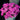 Oxalis obtusa Series Bulb - 'Phanton', 2 Bulbs