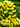 Sea Lavender, Yellow
