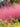 Pink Muhly Grass