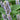 Korean mint (Agastache rugosa) Seeds, 300 Seeds