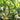 Long Fragrant Luffa Seeds, 5 × 5g Bags