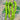 Screw Pepper No. 1209 Seeds, 100 Seeds