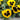 Super Bingo Series Blotched Yellow Pansy Seeds, 100 Seeds