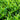 Tea Plant (Camellia sinensis) Seeds, 50 Seeds