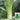 'Cuiqing No.8' Chinese Cabbage Seeds, 10g